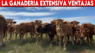  Ventajas y Desventajas De La Ganaderia Extensiva  Bovinos Carnicos Y Lecheros