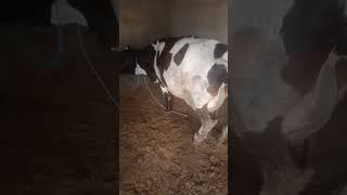 #ering the cow TV|cow it's beautiful (video update sahe time) best time of view