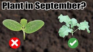 10 Crops to Direct Sow in September, Wherever You Live!