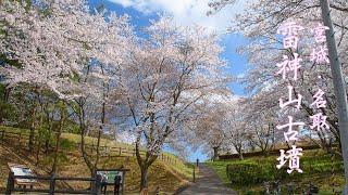 【謎を秘めた東北最大の古墳】雷神山古墳に咲く桜 宮城県名取市春の風景【5K UHD】