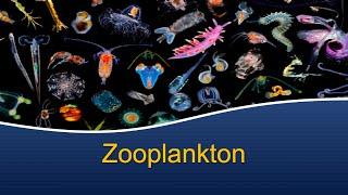 Marine Biology at Home 7: Zooplankton