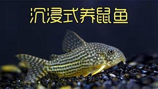 沉浸式养鼠鱼，历经6个月养大六只熊猫鼠鱼的过程，竟然产卵了