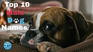 Top 10 Male Dog Names