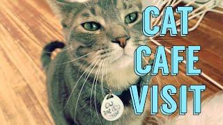 A Visit to a Cat Cafe - Crumbs & Whiskers, Washington D.C.