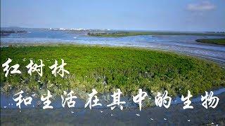 红树林和生活在其中的生物