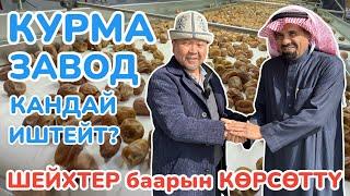 КУРМА ЗАВОДДУ тытып ТАРТЫП чыктык🟡 Өрүк, Жүзүм, Жаңгакты да ушундай кылса болот 🟡 КАСЫМ шаарында