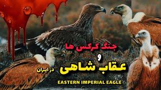 عقاب شاهی در محاصره کرکس ها/Eastern Imperial Eagle& Griffon Vulture