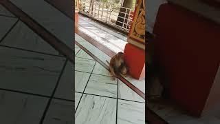 monkey attack after took the banana | shiv Mandir Shahabad Markanda