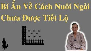 Bí Ẩn Về Cách Nuôi Ngải Chưa Từng Được Tiết Lộ | Ông Út Kể Chuyện