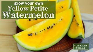 Sow Right Seeds | Yellow Petite Watermelon