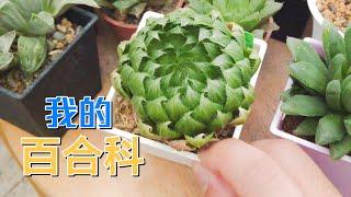 【威霖TV】介紹一下我有的百合科多肉植物Liliaceae