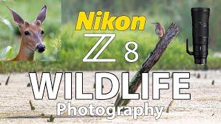 Nikon Z8 Bird & Wildlife Photography with Z 180-600 VR Lens!