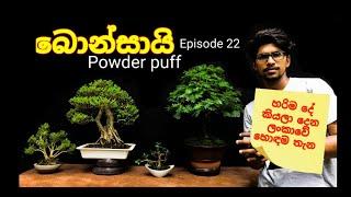 How to make a Bonsai tree at Home නිවසේදී බොන්සායි ගසක් සාදා ගන්නේ කෙසේද?