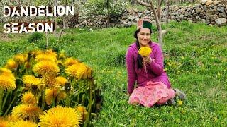 || Dandelion Season( Apple Blossom) In Kinnaur HP|| Health Benefits Of Dandelion||