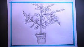 How To Draw A  Tulsi Plant Step By Step Plant/Easy Tulsi Plant(Holy Basil) Drawing