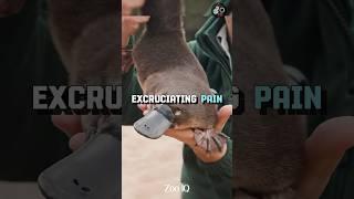 Natures Weirdest Animal | Platypus