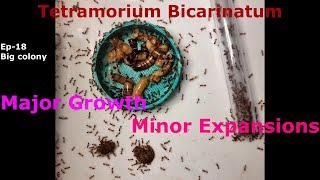 Tetramorium Bicarinatum - Ep-18 - Forever Growing