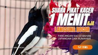 SUARA PIKAT KACER NGEPLONG GACOR