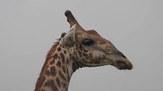 Giraffenbulle käut wieder   4K