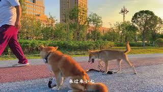 第二集：柴犬为什么需要学习训练这是比其他狗智商低吗