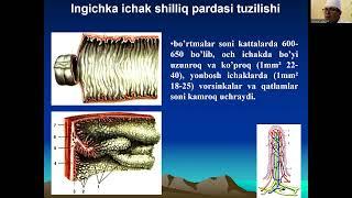 Bolalarda ovqat xazm qilish tizimining anatomik va fizalogik xususiyatlari