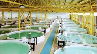 Hesy Aquaculture B.V. Sturgeon Fish Farm in Azerbaijan