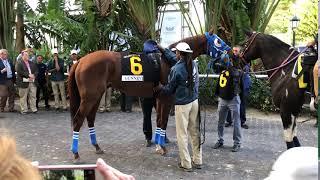 Gunnevera being saddled for the Pegasus