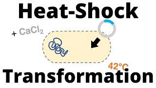 Heat-Shock Transformation Protocol (for Bacteria)