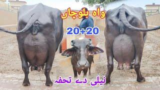 ظفرعلی بلوچ 404گ ب|7ٹاپ کلاس بھینسیں برائے فروخت10اکتوبر Pure Nili  Ravi Buffalo For Sale on Eitfaaq