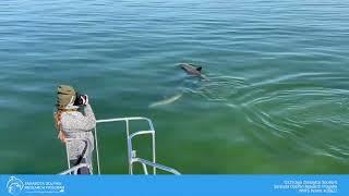 Photographing Sarasota Dolphins