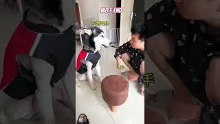 Cute Smart Dog Fight the owner#shorts #dog #fighting #cute #smart #viral #trending #short