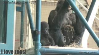 Philadelphia Zoo Gorilla Baby Amani Learns Something New ...