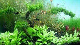 AQUASCAPING - How To Make Planted Aquarium