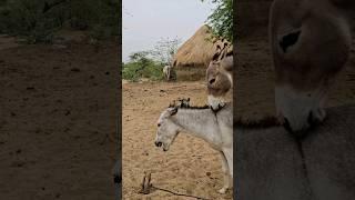 Village animals |#pets #donkey #shorts #youtubeshorts