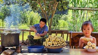 Harvesting corn garden-How to boil corn goes to the market sell /XuanTruong