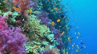 RAS MOHAMED RED SEA 2023