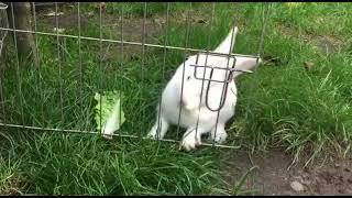 Cute Little bunny fight with his cage