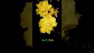밤에 핀 천년초 꽃_1