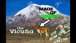 Vicuña Facts - The Little Llama Made of Money - Animal a Day V Week