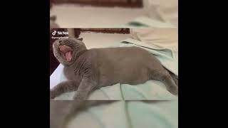 Funniest Cats Mutlu Hayvanlar     Don't try to hold back Laughter    Funny Cats Life