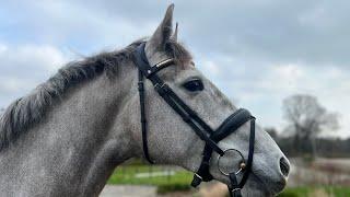 6 year old 15.2hh  mare