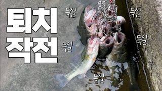 씨를 말리자! 배스 퇴치 멸망 작전 중 최고급 어종이...!? 네가 왜 나와?