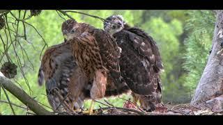 Goshawk hunting and young (Accipiter gentilis). Azor cazando