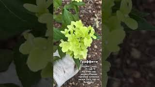Первая гортензия в моём саду которая расцвела. В Подмосковье .