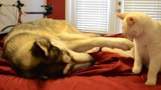 Best Friends! Husky and Cat!