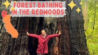 IMMERSING IN NATURE - REDWOODS FOREST BATHING EXPERIENCE 