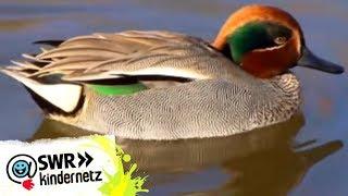 Enten bei OLIs Wilde Welt | SWR Kindernetz