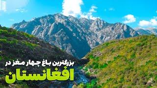 قریه به قریه - دیدار از عجیب ترین و بزرگترین باغ افغانستان در ولایت زیبای نورستان