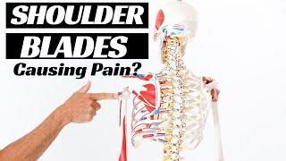 Why Your Shoulder Blades Are Causing Your Shoulder Pain