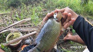 Wild anglers find spots inhabited by lots of monster betok fish || Fishing for betok fish in the